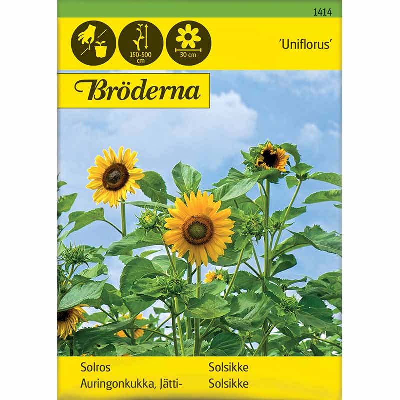 Sonnenblume 'Uniflorus'