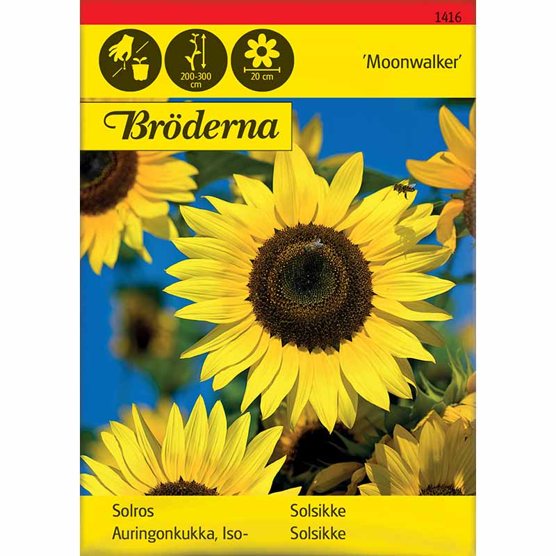 Sonnenblume 'Moonwalker'