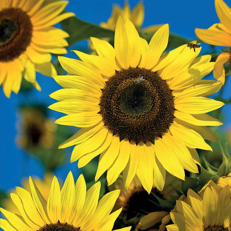 Sonnenblume 'Moonwalker'