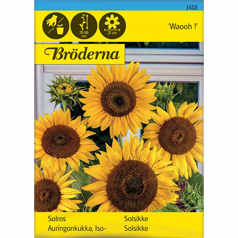 Sonnenblume 'Waooh !'