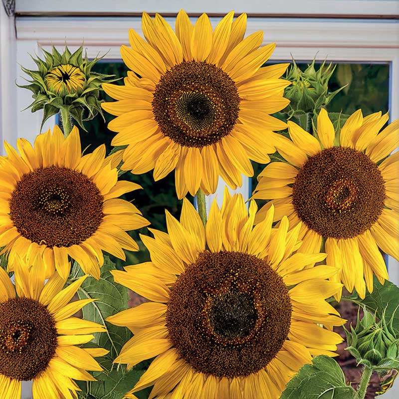 Sonnenblume 'Waooh !'