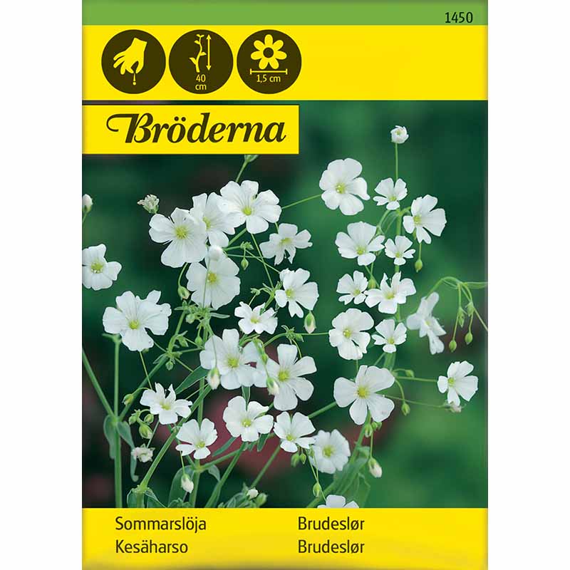 Sommer-Schleierkraut