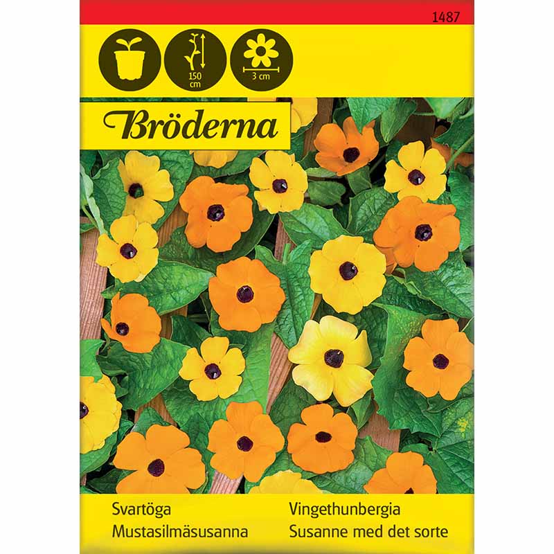 Schwarzäugige Susanne gemischte Farben