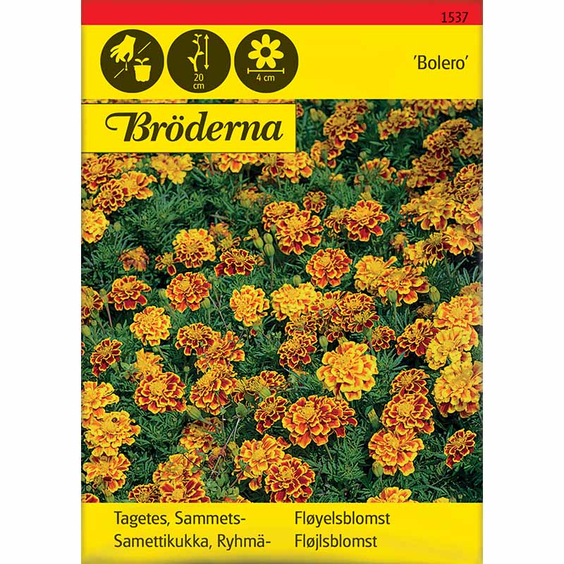 Studentenblume 'Bolero'
