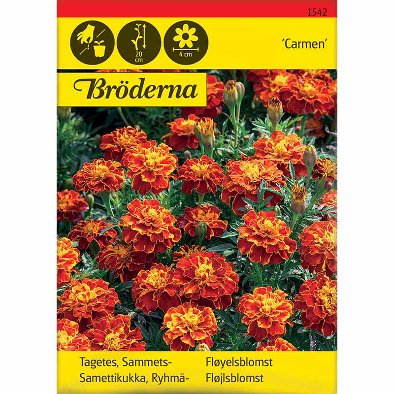 Studentenblume 'Carmen'