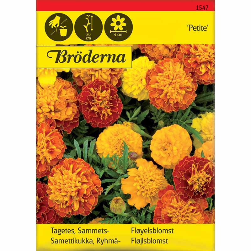 Studentenblume Petite-Mix