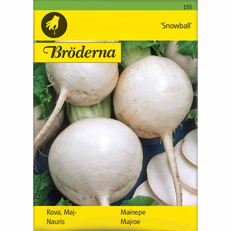 Speiserübe 'Snowball'