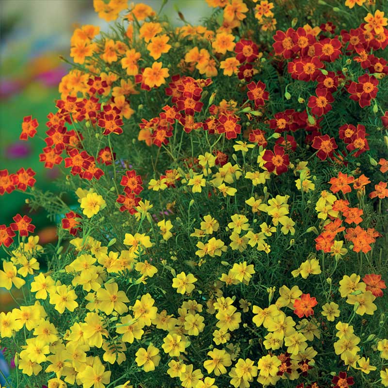 Zwergtagetes 'Starfire' Mischung