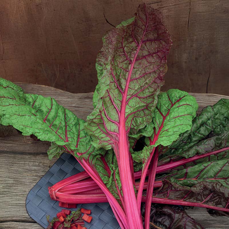 Mangold 'Rhubarb Chard'