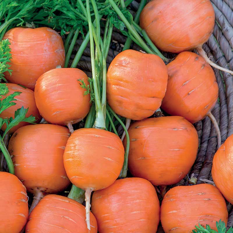 Sommermöhre 'Pariser Markt'