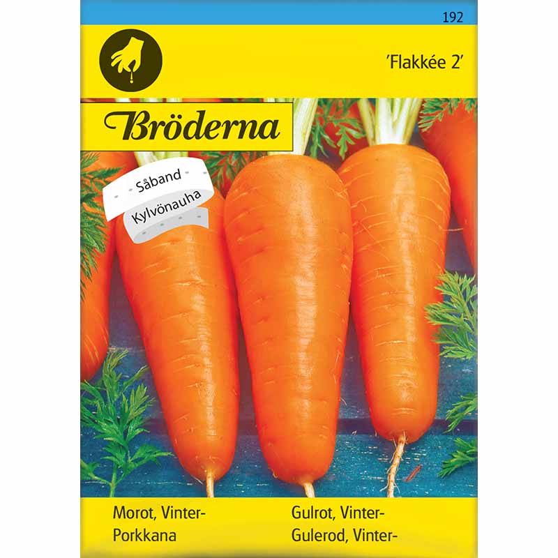 Lagermöhre 'Flakkée 2' Saatscheibe