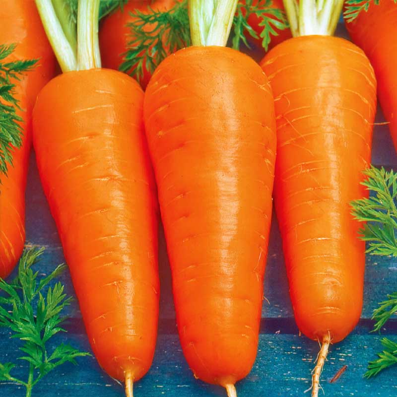 Lagermöhre 'Flakkée 2' Saatscheibe