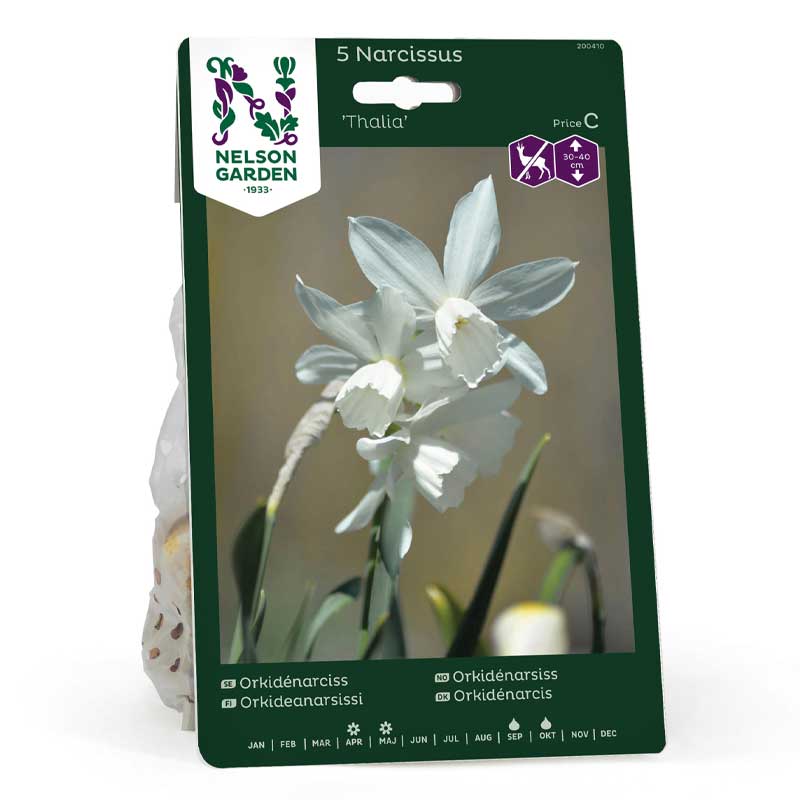 Orchideen-Narzisse 'Thalia'