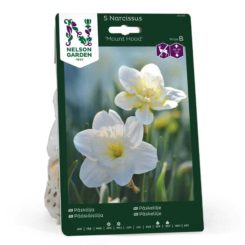 Osterglocke 'Mount Hood'