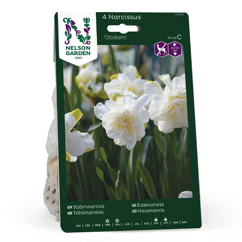 Stern-Narzisse 'Obdam'