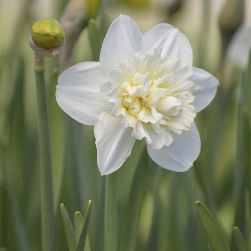 Stern-Narzisse 'Obdam'