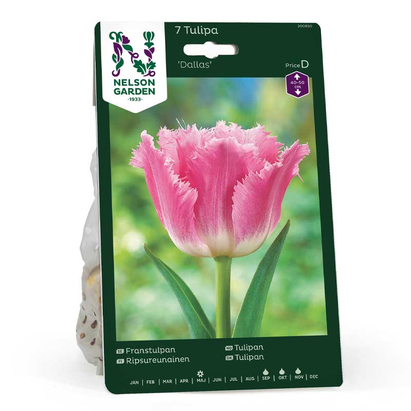 Gefranste Tulpe 'Dallas'