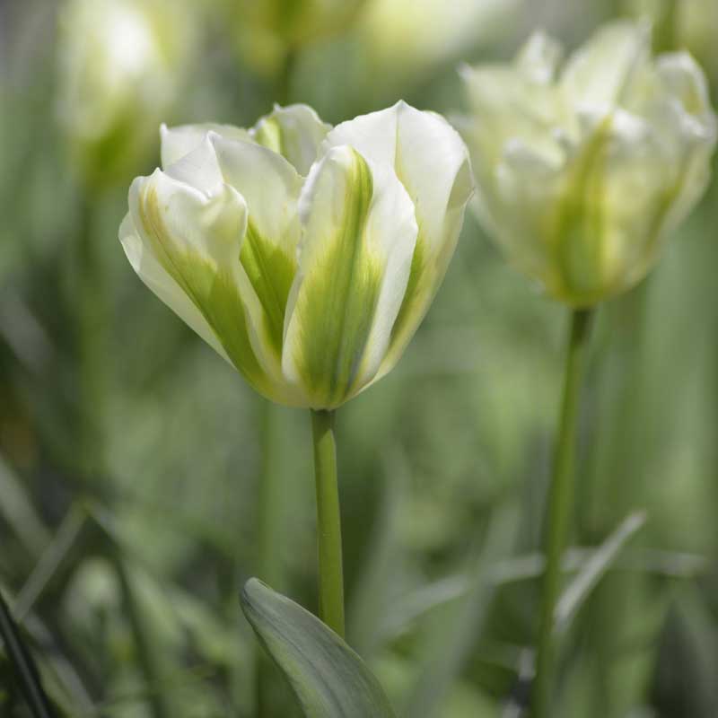 Viridiflora-Tulpe 'Spring Green'