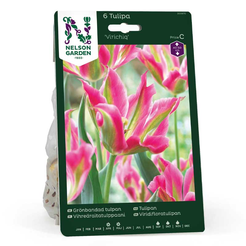 Grünband-Tulpe 'Virichig'