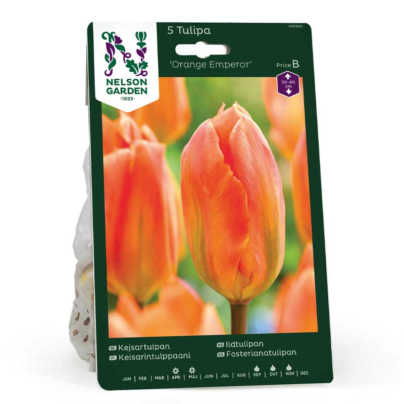 Kaisertulpe 'orange Emperor'