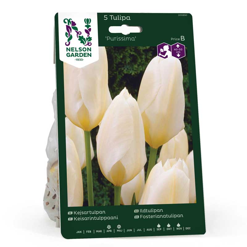 Kaisertulpe 'Purissima'