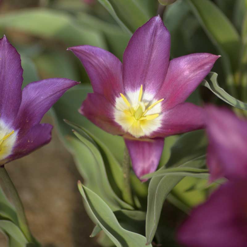 Lilienblütige Tulpe 'Claudia'