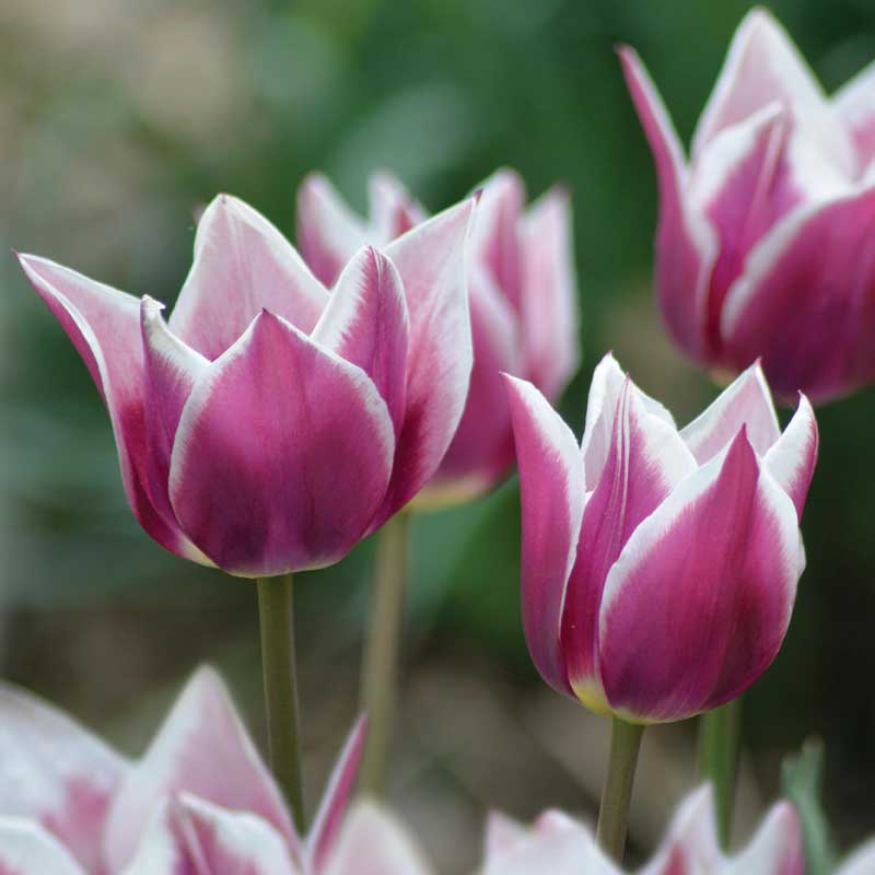Lilienblütige Tulpe 'Claudia'