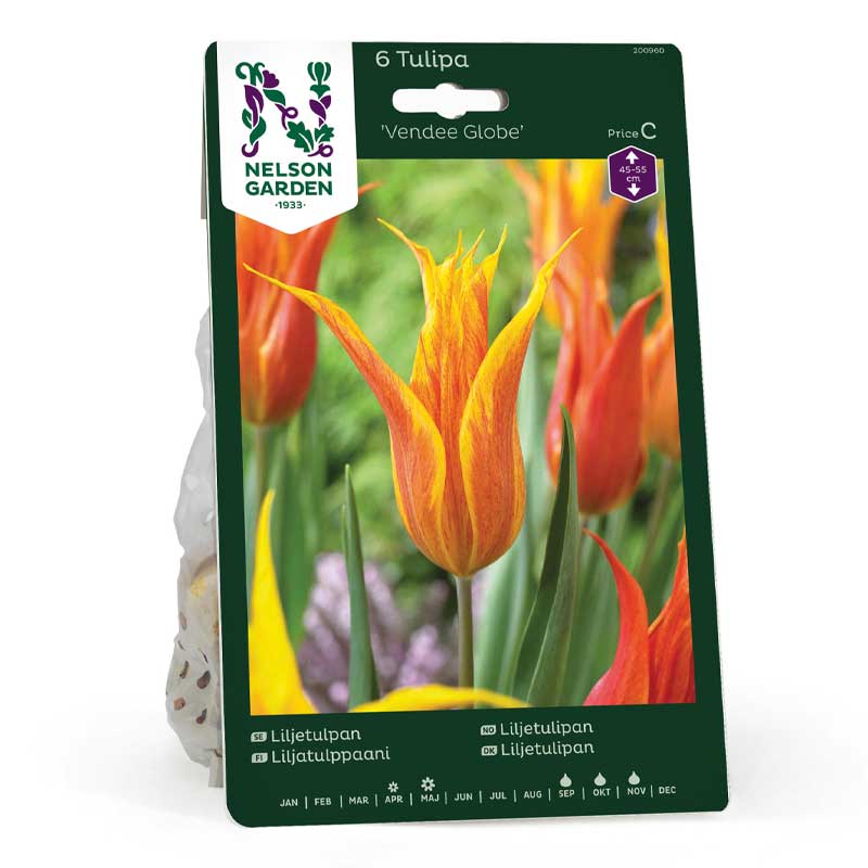 Lilien-Tulpe 'Vendee Globe'