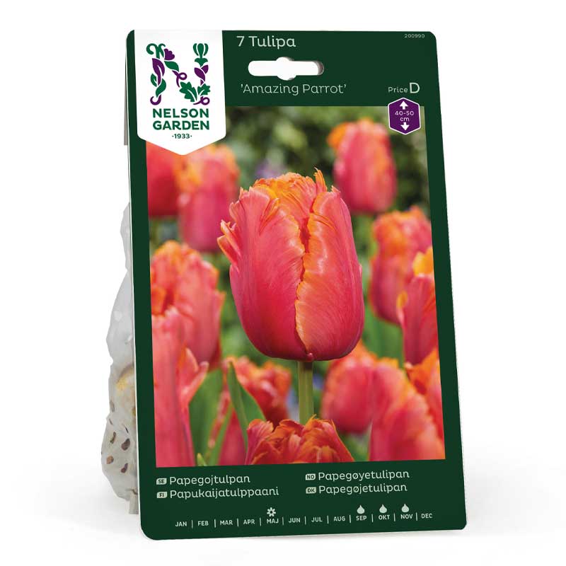 Papageientulpe 'Amazing Parrot'