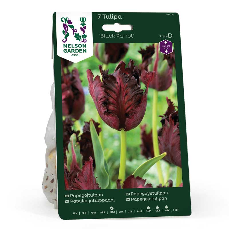 Papageientulpe 'Black Parrot'