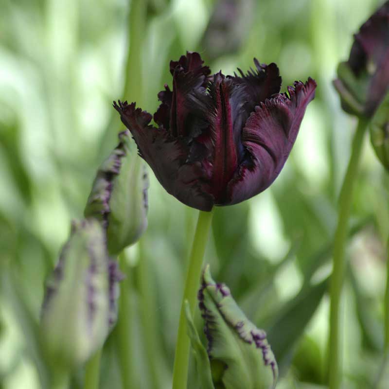 Papageientulpe 'Black Parrot'