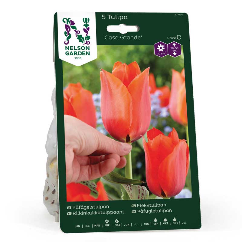 Papageientulpe 'Casa Grande'