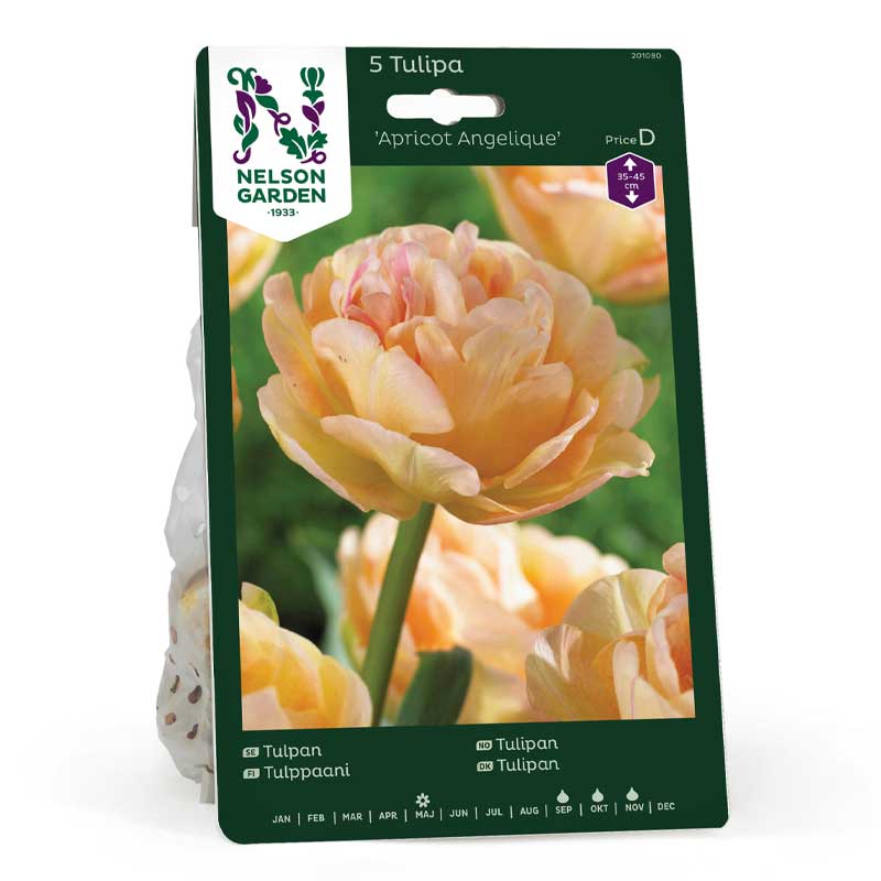 Tulpe 'Apricot Angelique'