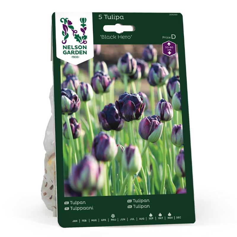 Tulpe 'Black Hero'