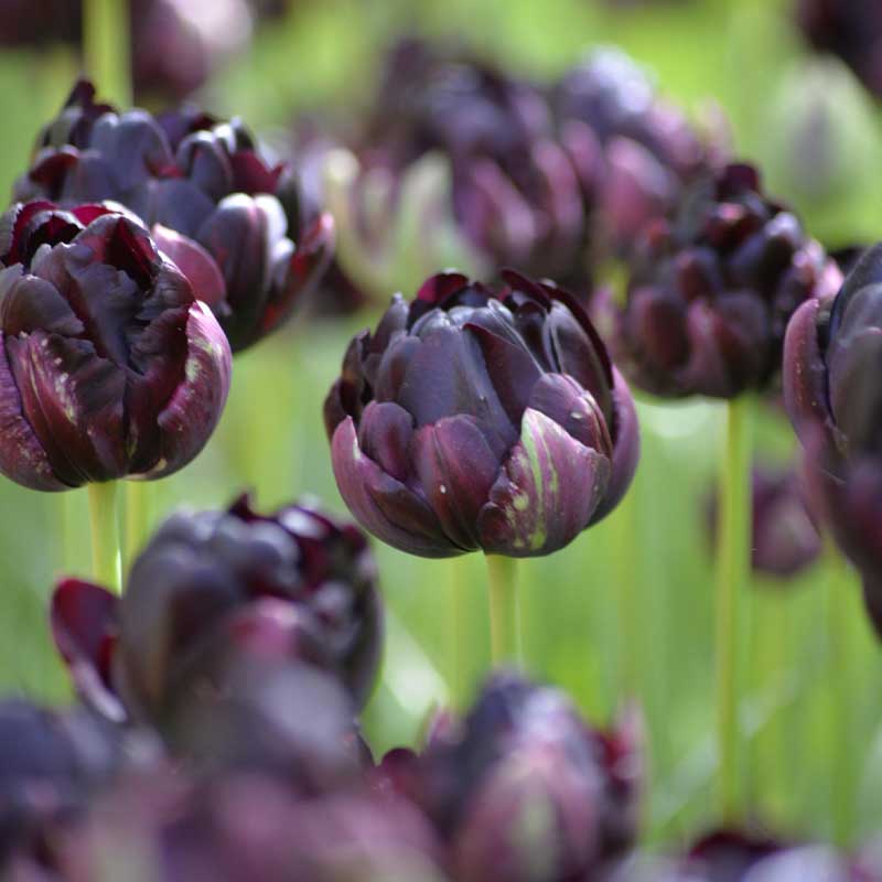 Tulpe 'Black Hero'