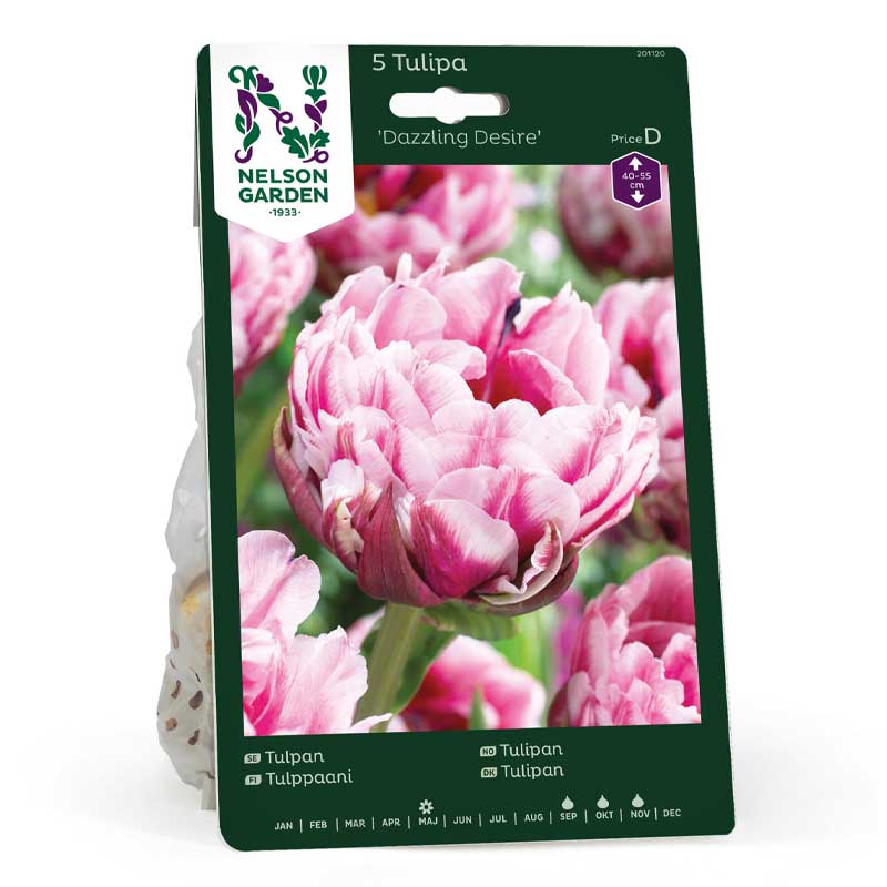 Tulpe 'Dazzling Desire'