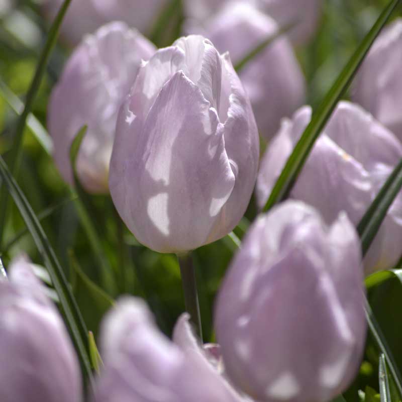 Tulpe 'Candy Prince'