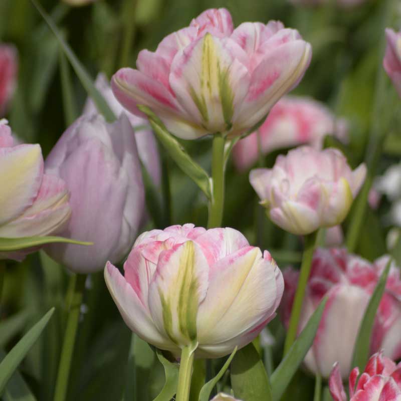 Tulpe 'Foxtrot'