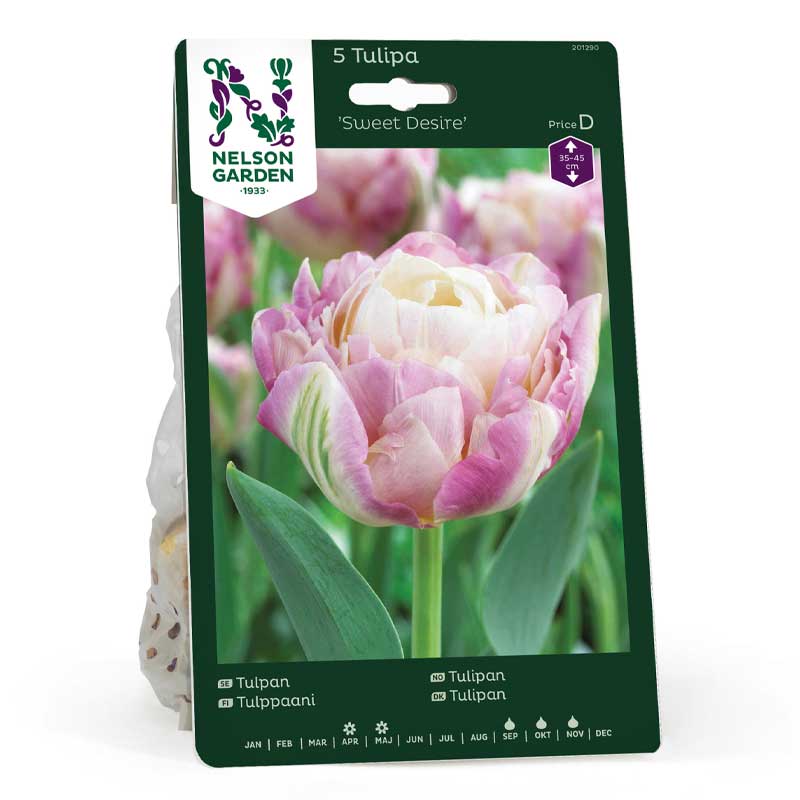 Tulpe 'Sweet Desire'