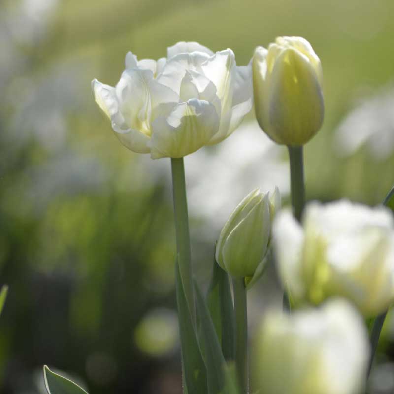 Tulpe 'Verona'