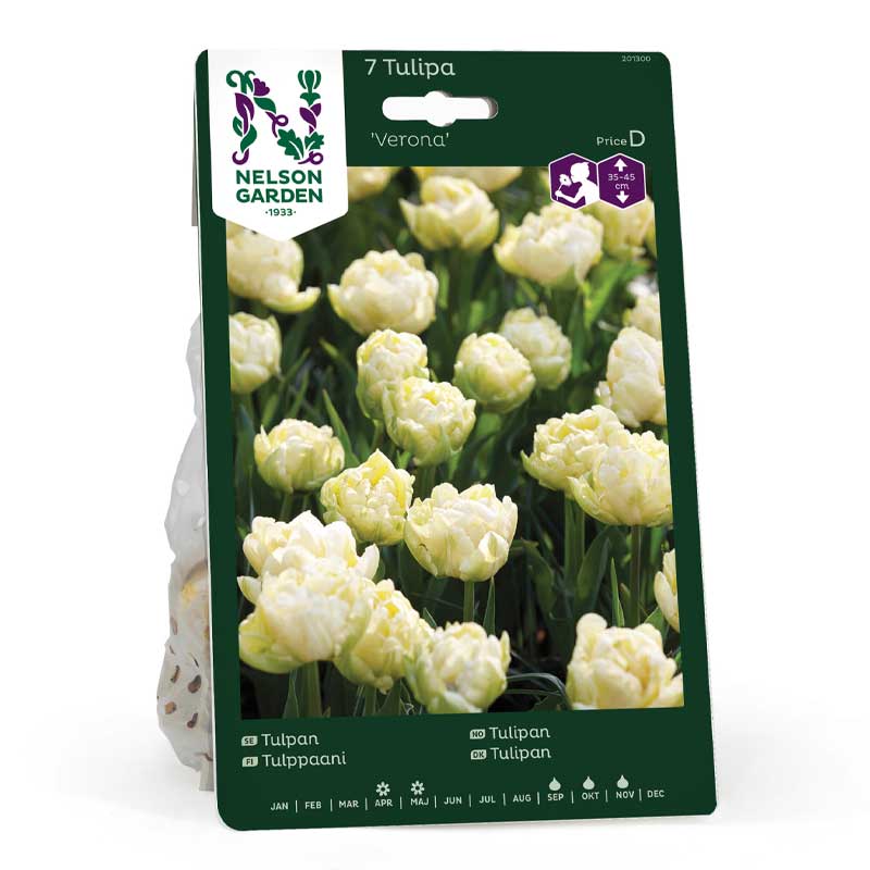 Tulpe 'Verona'