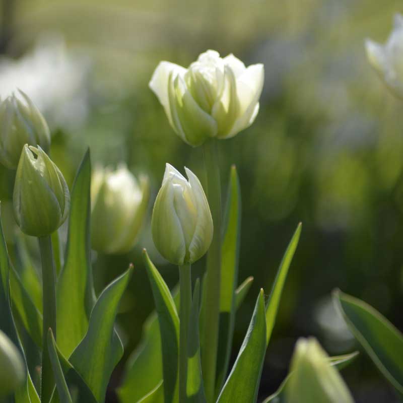 Tulpe 'Verona'