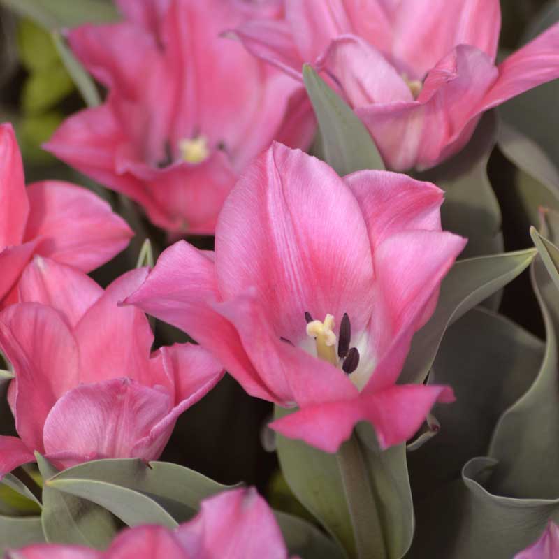 Triumph-Tulpe 'Miss Elegance'