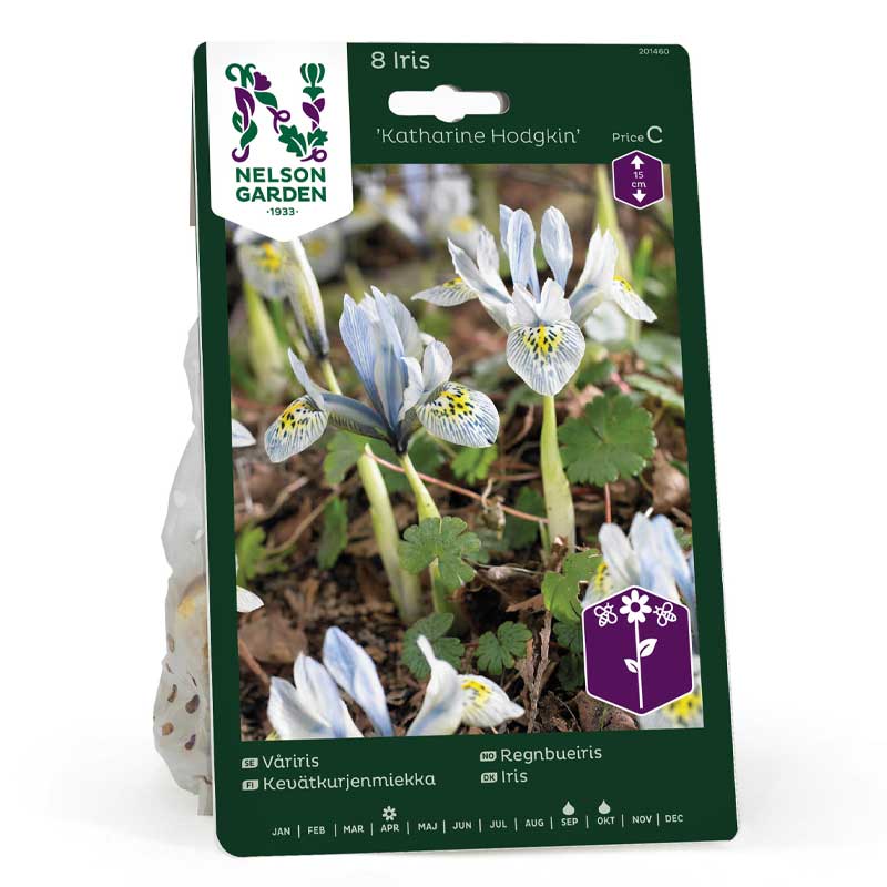 Frühlingsiris 'Katharine Hodgkin'