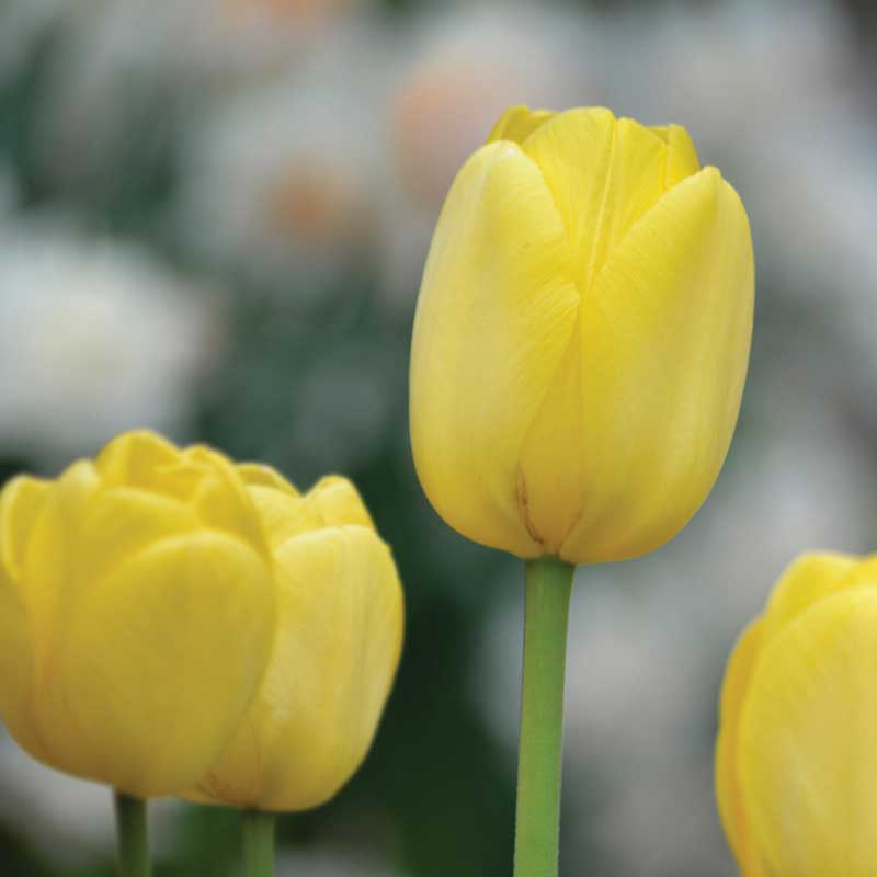 Darwin-Tulpe 'Golden Apeldoorn'
