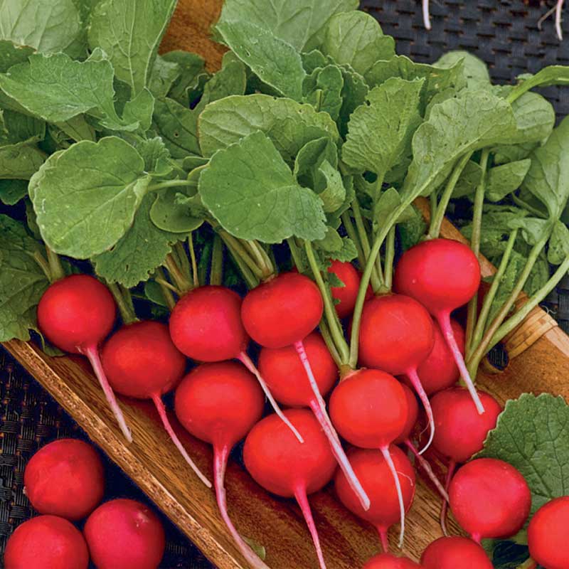 Radieschen 'Cherry Belle'