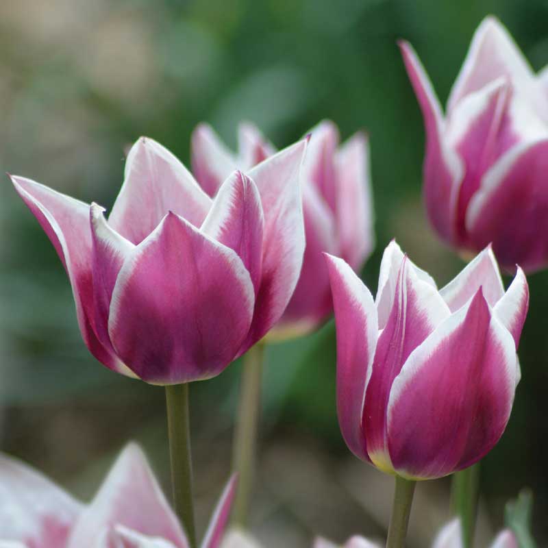 Lilienblütige Tulpe 'Claudia'