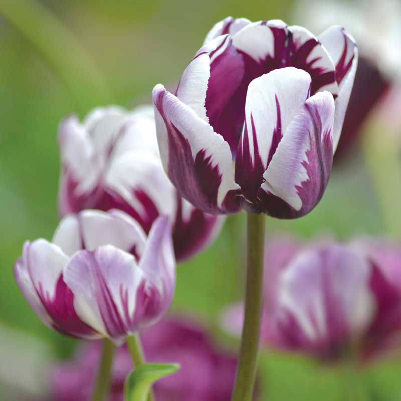 Triumph-Tulpe 'Flaming Flag'