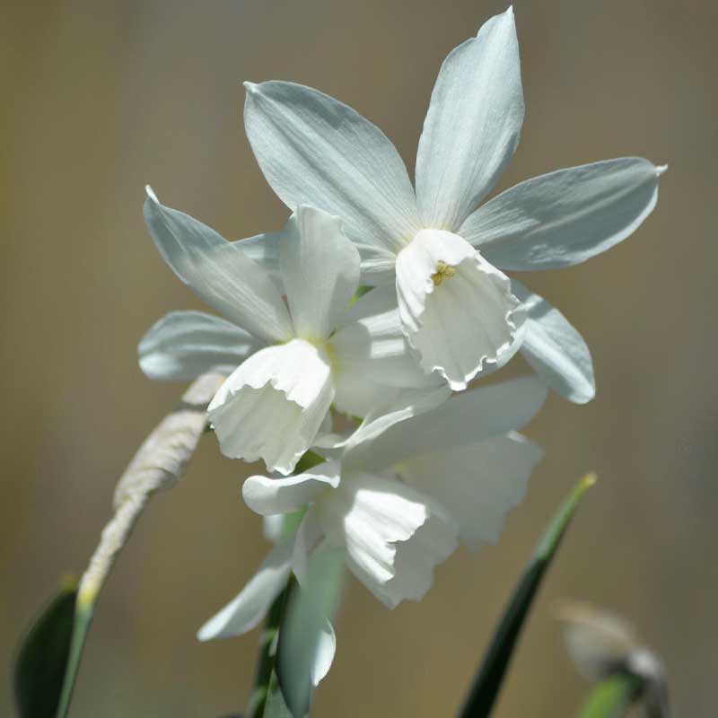 Orchideen-Narzisse 'Thalia'