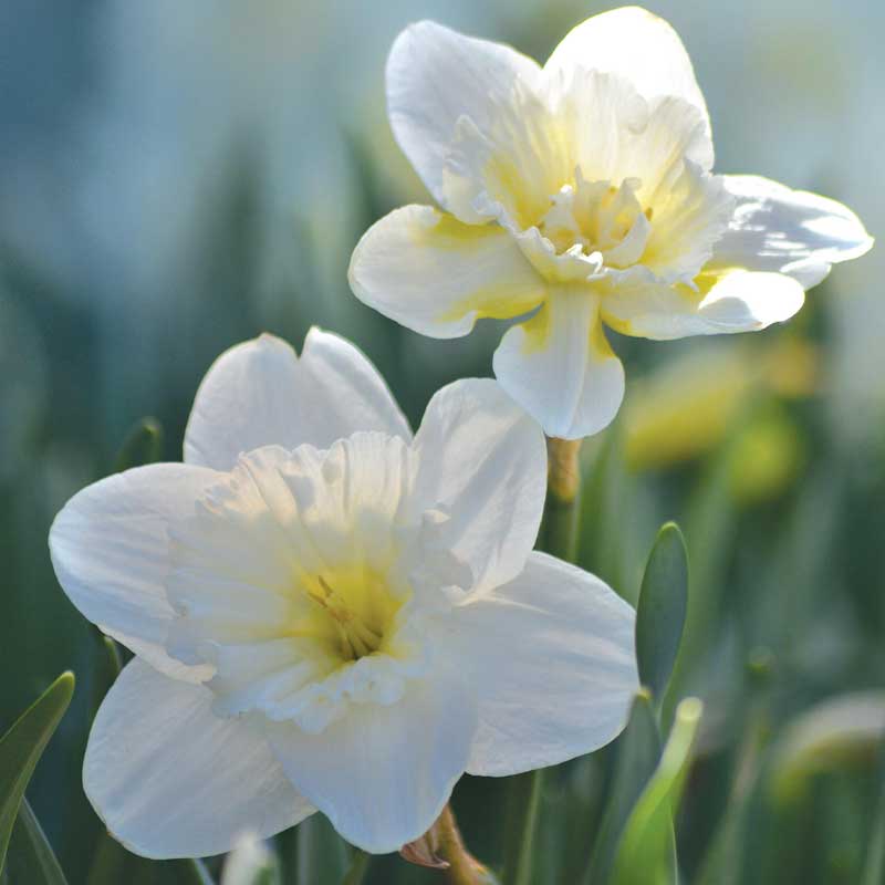Osterglocke 'Mount Hood'